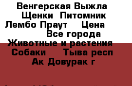 Венгерская Выжла. Щенки. Питомник Лембо Праут. › Цена ­ 35 000 - Все города Животные и растения » Собаки   . Тыва респ.,Ак-Довурак г.